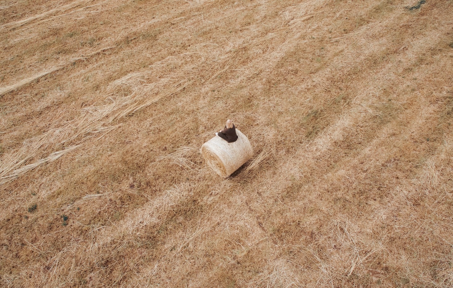 The Importance of Quality Feed in Livestock Health