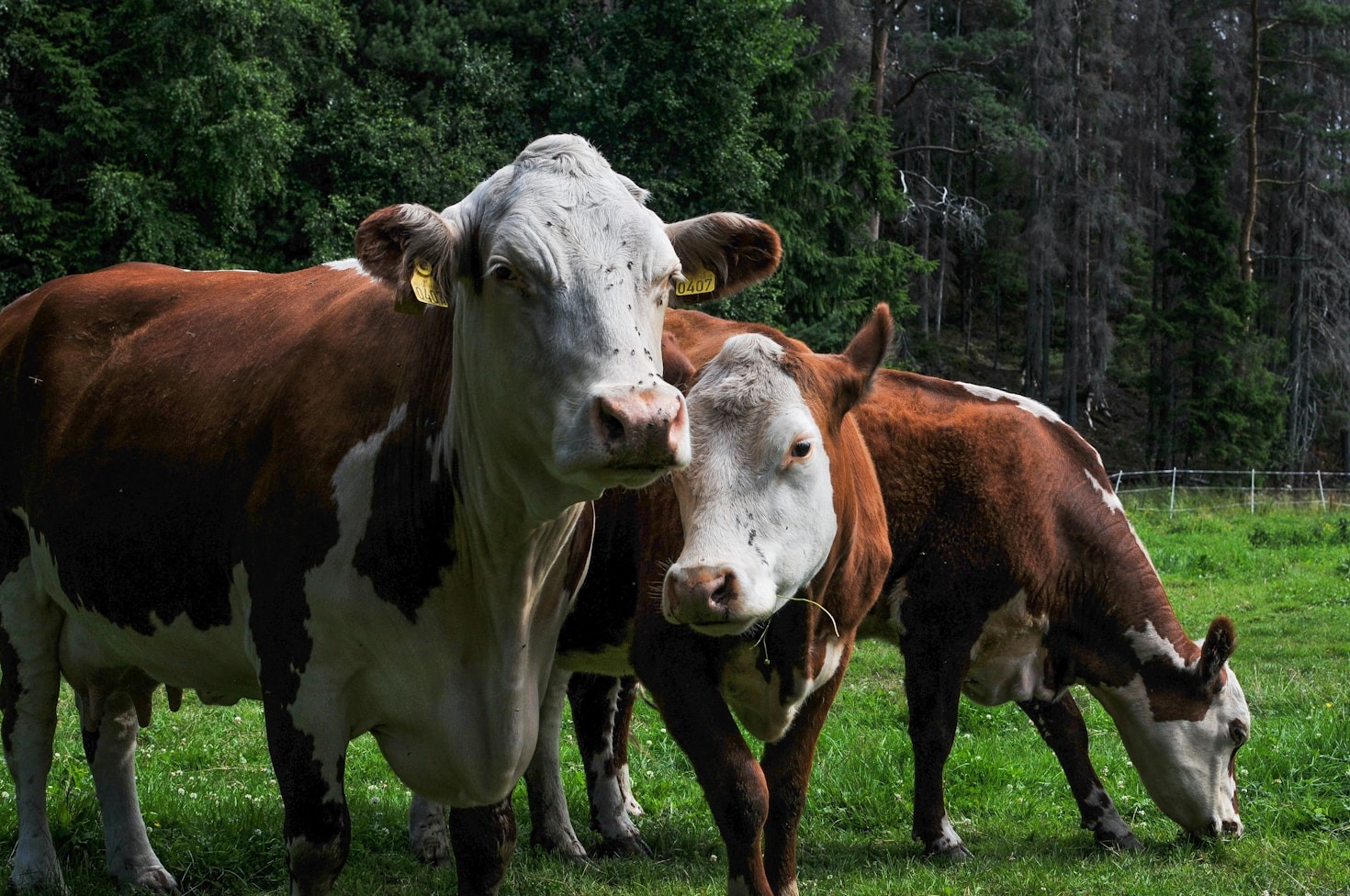 Choosing the Right Feed for Your Animals