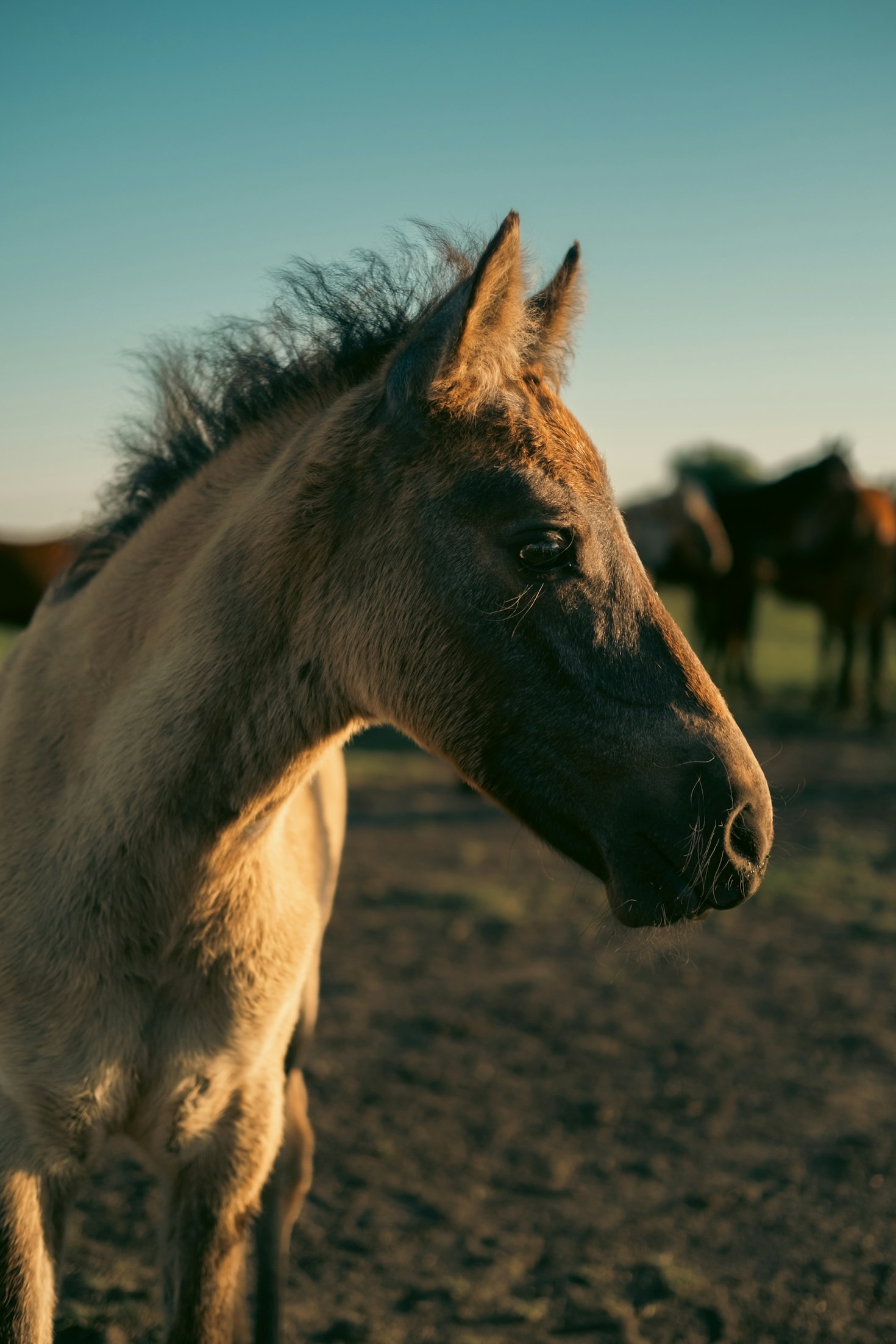 Top Benefits of High-Quality Animal Feed